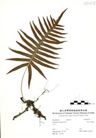 藏品(阿里山水龍骨)的圖片